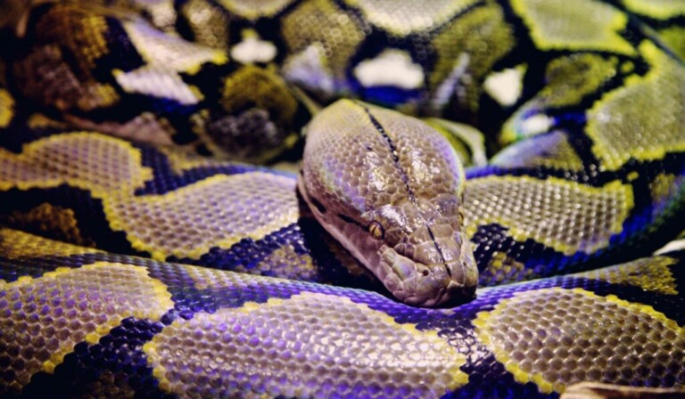 Dream boa constrictor - dream meaning boa constrictor