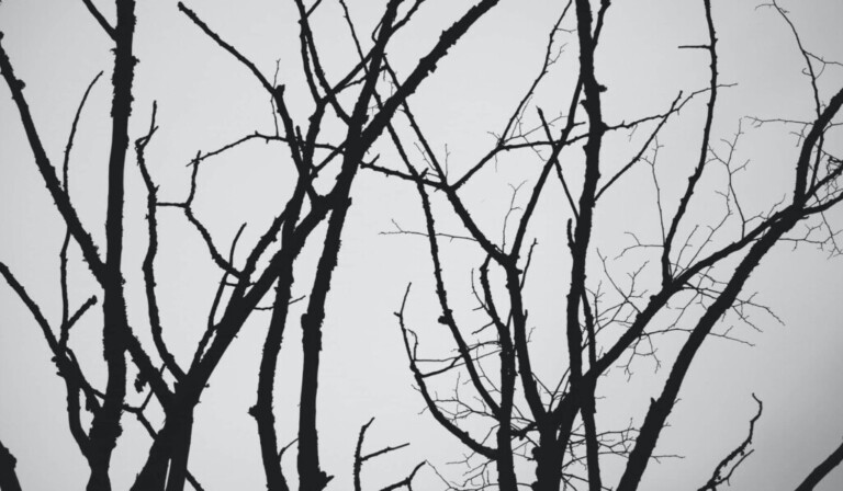 Dream branches - dream meaning branches