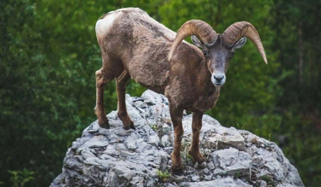 Dream buck - dream meaning buck