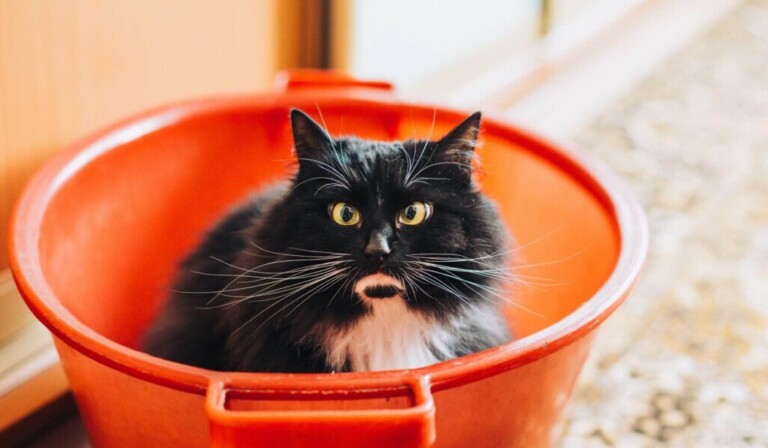 Dream bucket - dream meaning bucket