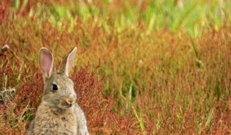 gray rabbit sitting on grass