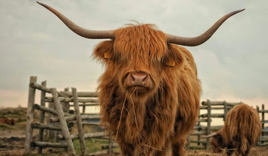 Dream bull - dream meaning bull