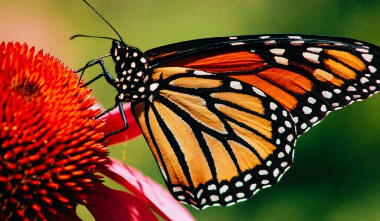 Dream butterflies - dream meaning butterflies