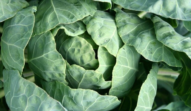 Dream cabbage - dream meaning cabbage