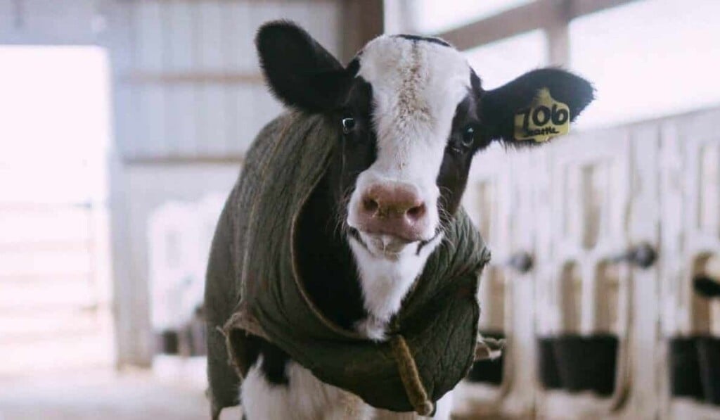 Dream calf - dream meaning calf