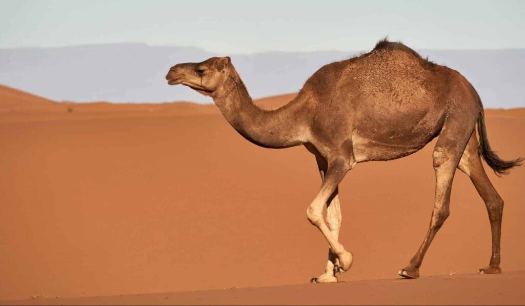 Dream camel - dream meaning camel