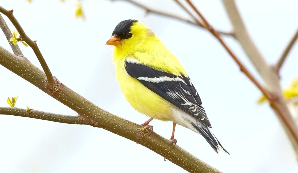 Dream canary - dream meaning canary