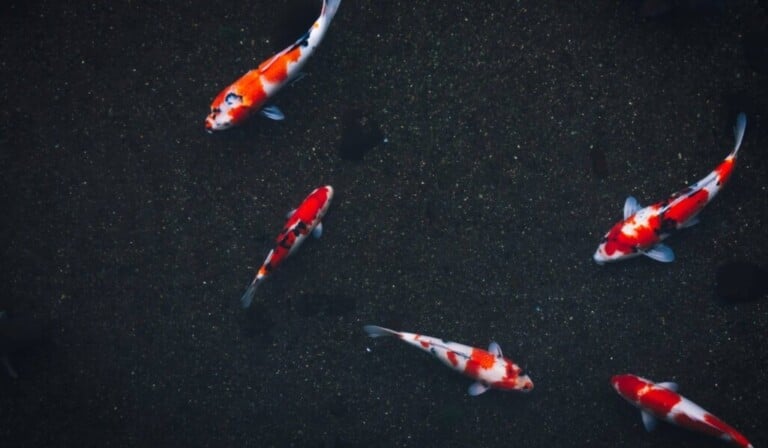 Dream carp - dream meaning carp