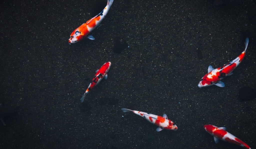 Dream carp - dream meaning carp