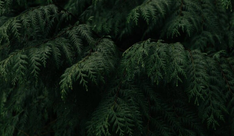 Dream cedar - dream meaning cedar