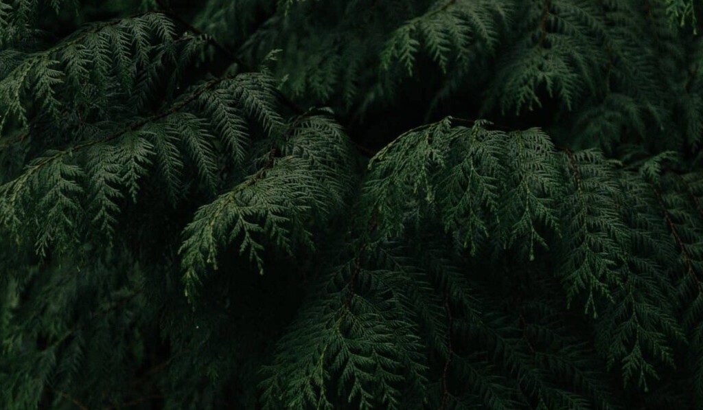 Dream cedar - dream meaning cedar
