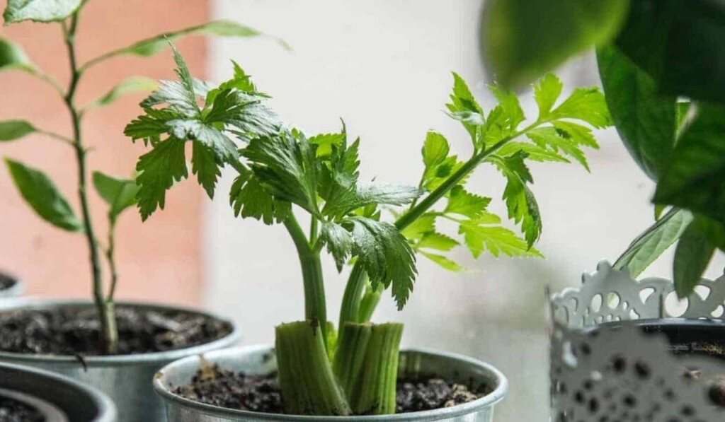 Dream celery - dream meaning celery