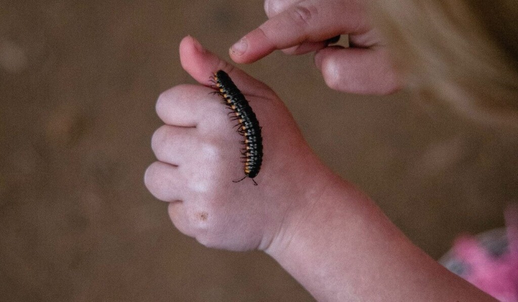 Dream centipede - dream meaning centipede