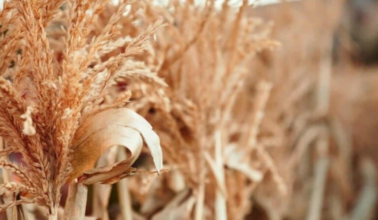 Dream chaff - dream meaning chaff