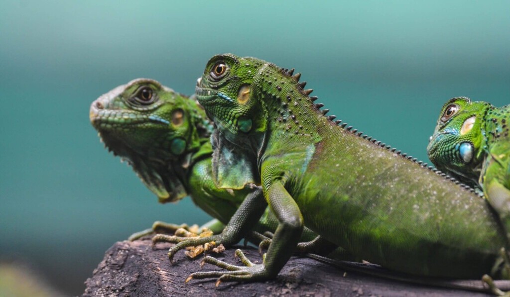 Dream chameleon - dream meaning chameleon