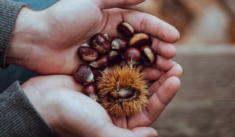 Dream chestnut - dream meaning chestnut