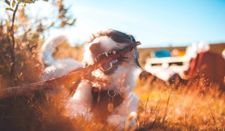 Dream chewing - dream meaning chewing