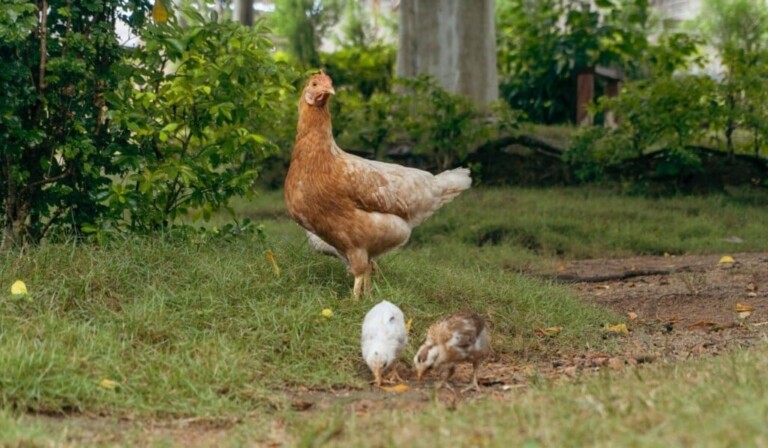 Dream chicken - dream meaning chicken