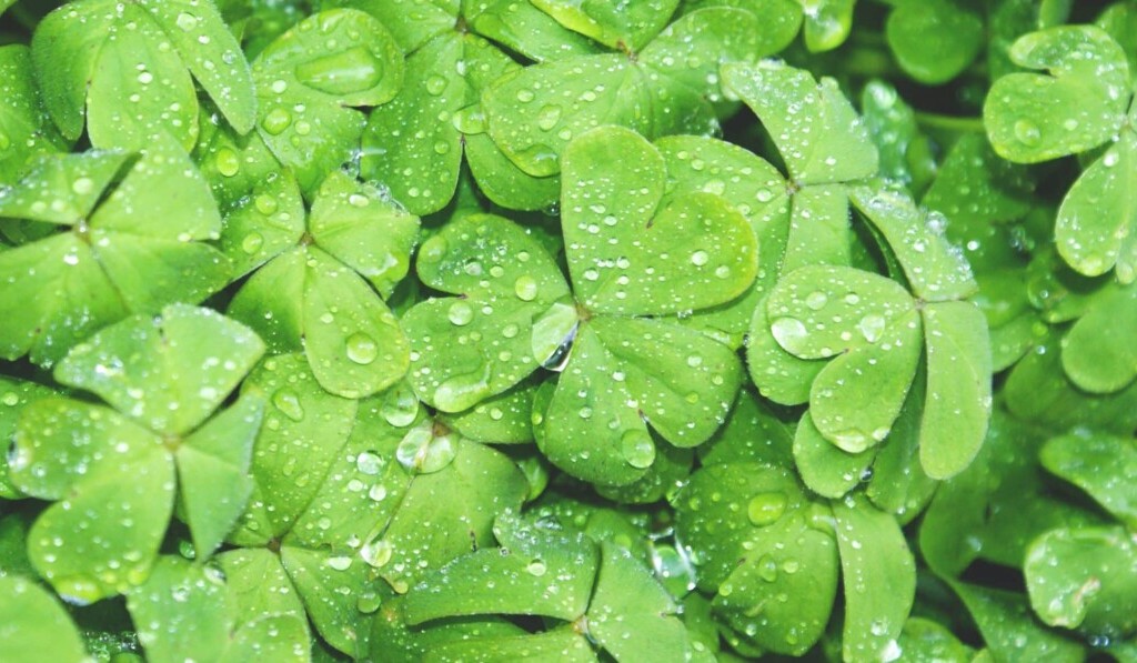 Dream clover - dream meaning clover