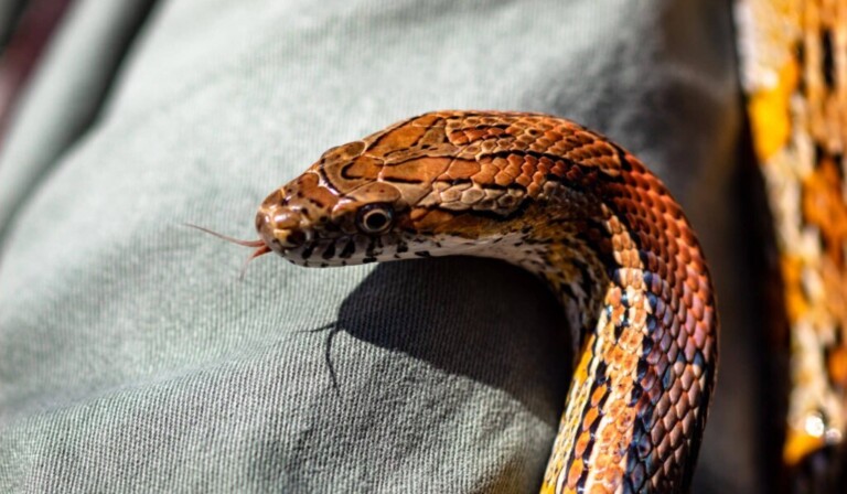 Dream cobra - dream meaning cobra