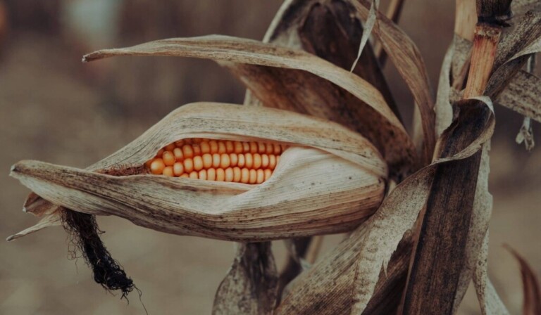 Dream corn or wheat - dream meaning corn or wheat