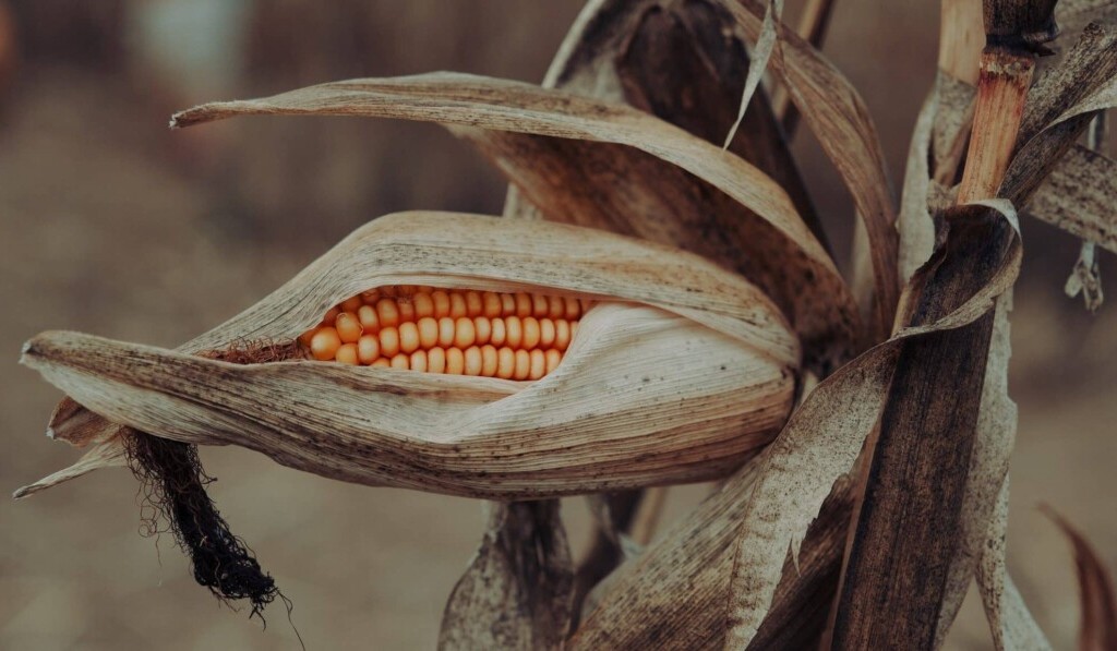 Dream corn or wheat - dream meaning corn or wheat
