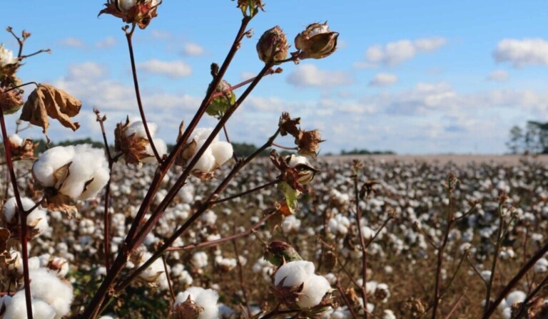 Dream cotton - dream meaning cotton