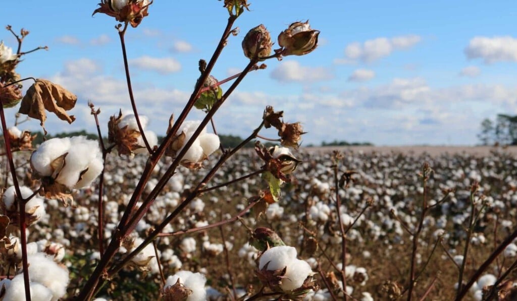 Dream cotton - dream meaning cotton