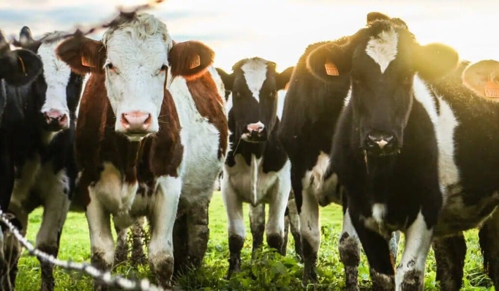 Dream cow - dream meaning cow