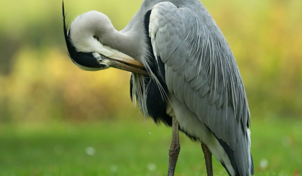 Dream crane - dream meaning crane