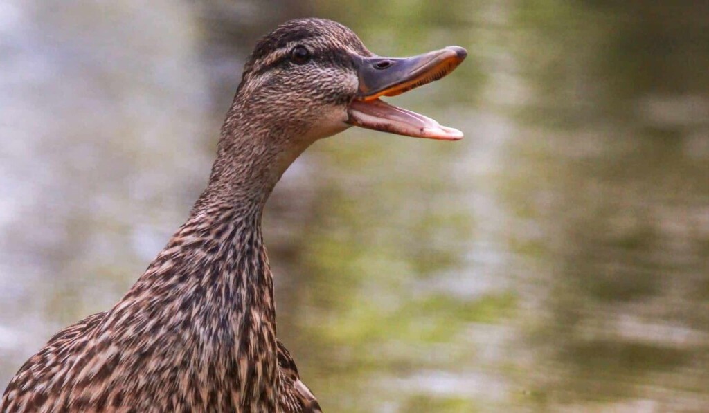 Dream croaking - dream meaning croaking