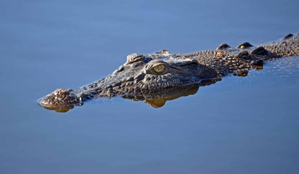 Dream crocodile - dream meaning crocodile