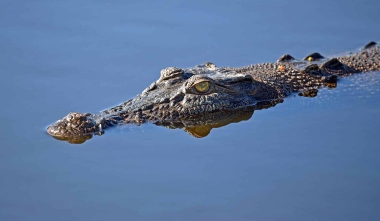 Dream crocodile - dream meaning crocodile