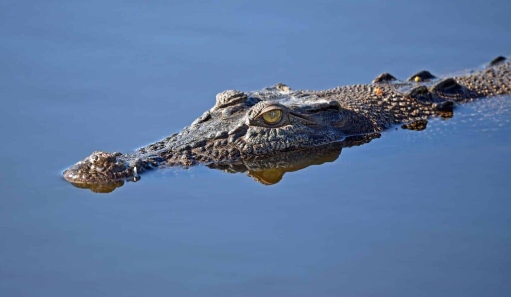 Dream crocodile - dream meaning crocodile