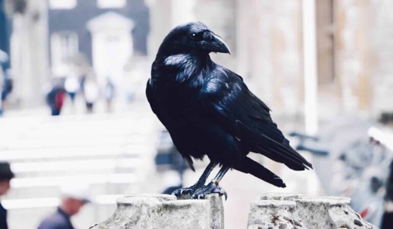 Dream crow - dream meaning crow