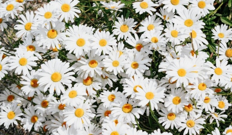 Dream daisies - dream meaning daisies