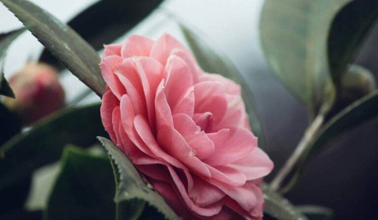 Dream damask roos - unenäo tähendus damask roos