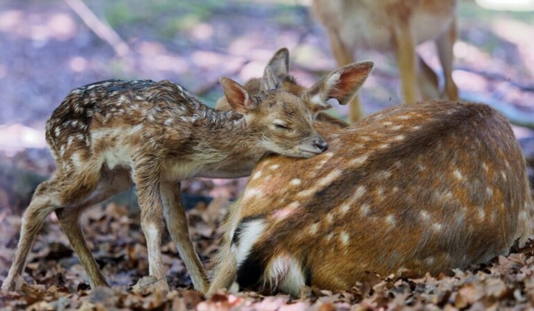 Dream deer cub - dream meaning deer cub