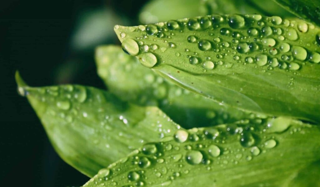 Dream dew - dream meaning dew
