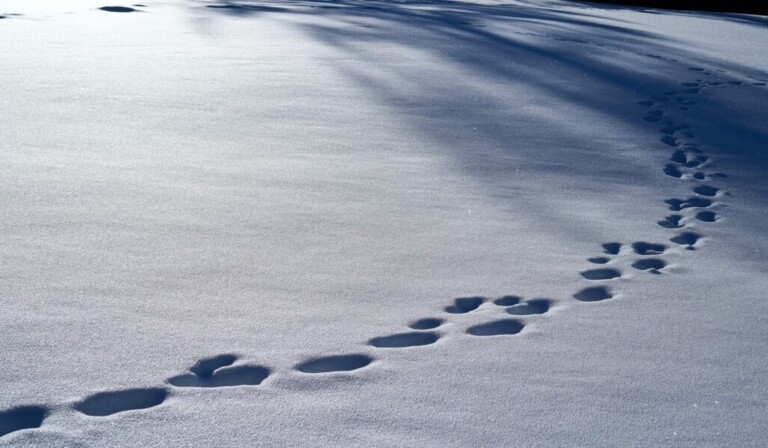 Dream disappearance - dream meaning disappearance