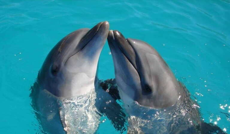 Dream dolphin - dream meaning dolphin