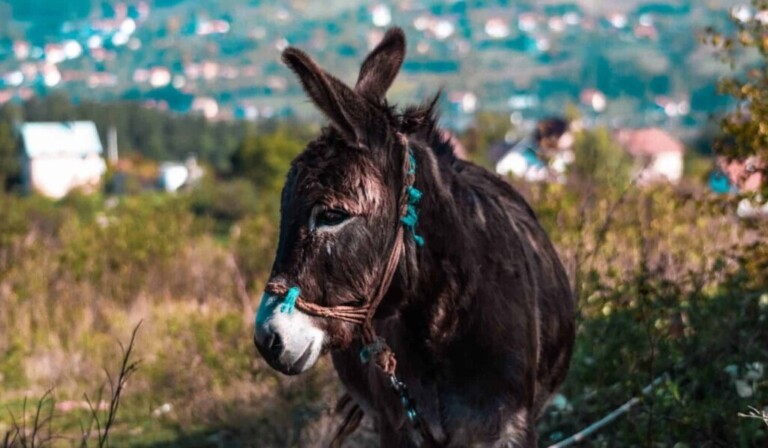 Dream donkey - dream meaning donkey