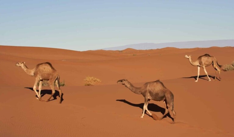 Dream dromedary - dream meaning dromedary