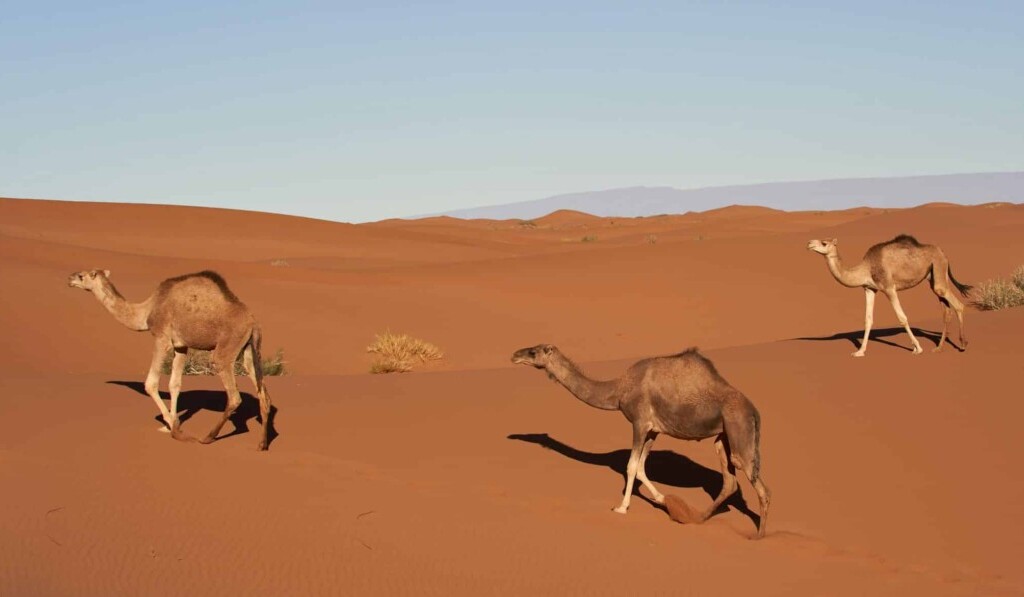 Dream dromedary - dream meaning dromedary