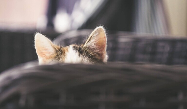 Dream ears - dream meaning ears