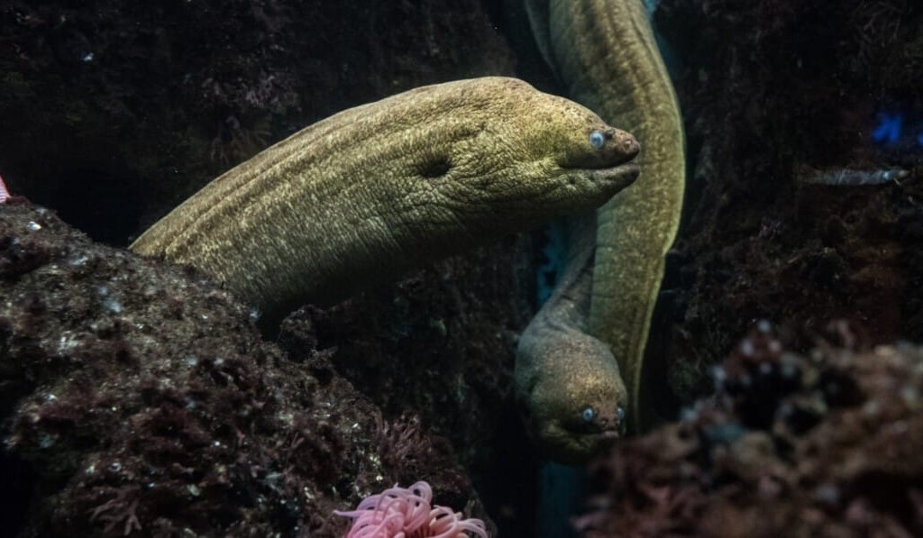 Dream eel - dream meaning eel
