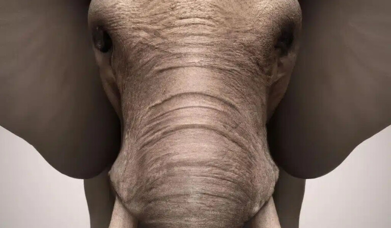 Dream elephant - dream meaning elephant