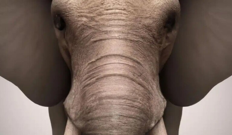 Dream elephant - dream meaning elephant