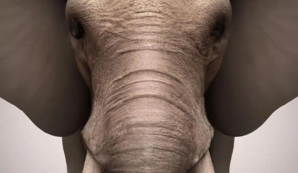 Dream elephant - dream meaning elephant