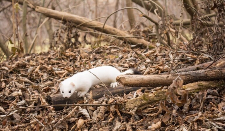 Dream ermine - dream meaning ermine
